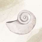 Calming Shell 1 Art Print