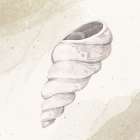 Calming Shell 3 Art Print