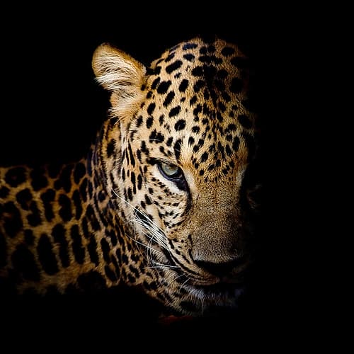 Faith Leopard 1 Art Print by Kimberly Allen