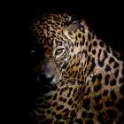 Faith Leopard 3 Art Print