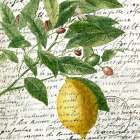 Fruit Picking 4 Kitchen Print