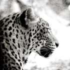 Leopard Gaze Black & White Print