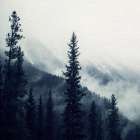 Navy Forest 1 Art Print