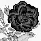 Black and White Bloom 1 Art Print