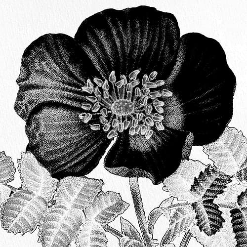 Black and White Bloom 2 Art Print by Kimberly Allen