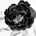 Black and White Bloom 3 Art Print