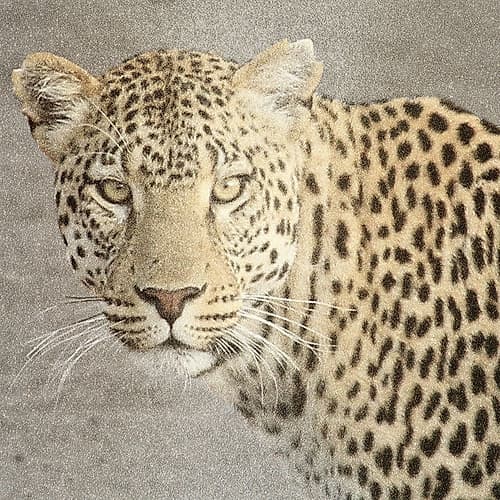 God Is Our Refuge Leopard v2 Art Print by Kimberly Allen