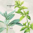 Fresh Herbs 3 Art Print
