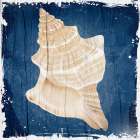 Coastal Shells 1 Art Print