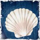 Coastal Shells 2 Art Print
