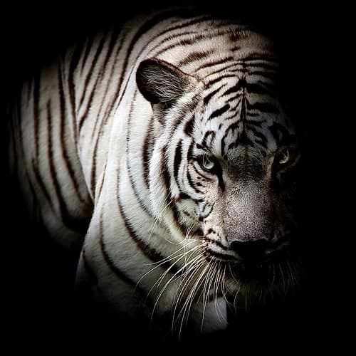 Who Arms Me Animaux reproduction