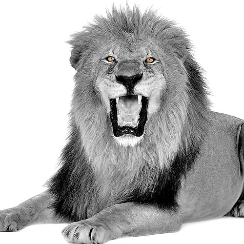 Power Animaux reproduction