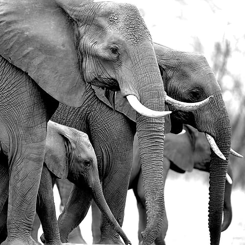 Your Treasure Animaux reproduction