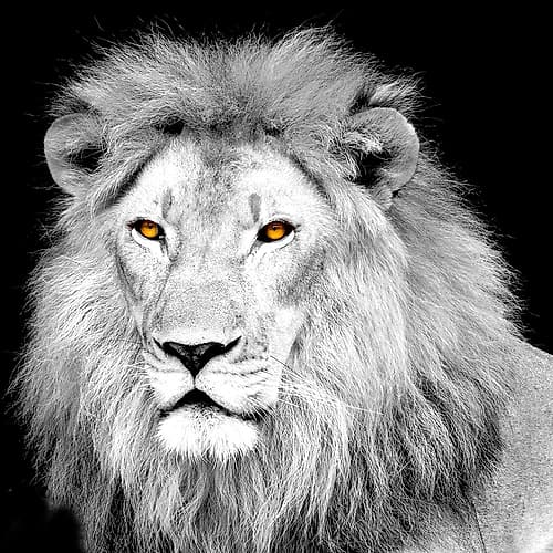 King Animaux reproduction