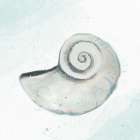 Seashore Shell 1 Art Print