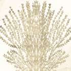 Sand Coral 2 Art Print