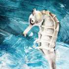 Seahorse Swimming Art Print