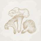 Botanical Mushroom 1 Art Print