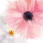 Pink Notes 2 Art Print