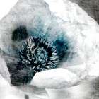 Poppy Center Art Print