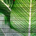 Palms On Wood 1 Botanical Print