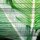 Palms On Wood 2 Botanical Print