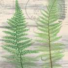 Postage Green 2 Botanical Print