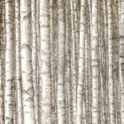 Birch Forest Art Print