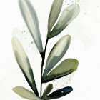 Muted Greens 2 Botanical Print