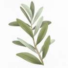 Olive Branch 1 Art Print
