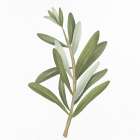 Olive Branch 2 Art Print