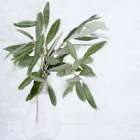 Olive Branches Art Print
