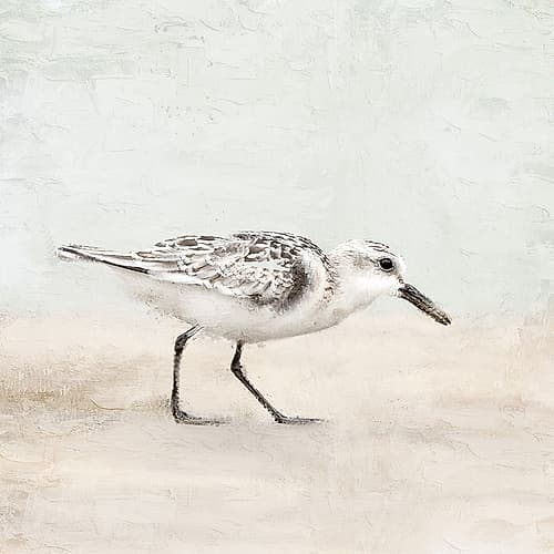 Sandpiper 1 Art Print