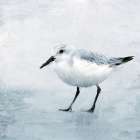 Sandpiper 2 Art Print