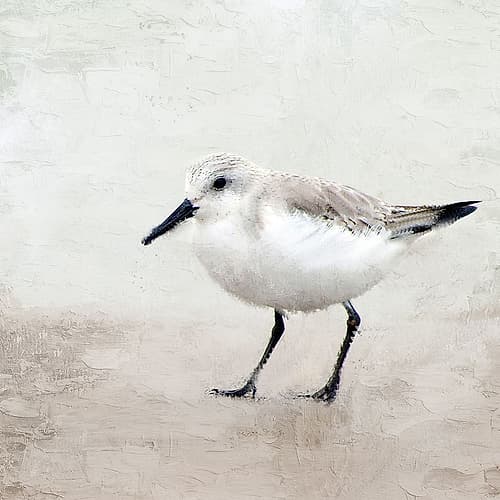 Sandpiper 2 Beach Print