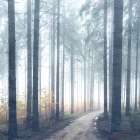 Forest Road Art Print