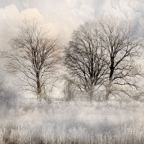 Winter Frost 1 Nature Print