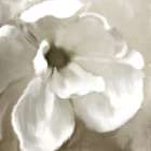 Magnolia Blooming Art Print