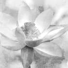 Lotus Art Print