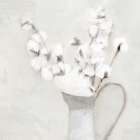 Vase Of Cotton Art Print