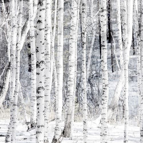 Aspen Snow 1 Photography Print