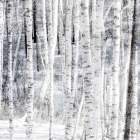 Aspen Snow 2 Art Print