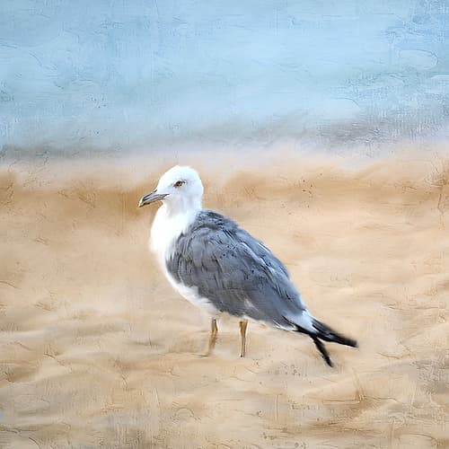 Seagull Beach Print