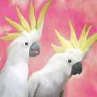 Two Cockatoo 1 Art Print