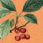 Summer Fruit 1 Botanical Print