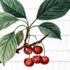 Picking Fruit 1 Botanical Print