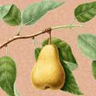Summer Fruit 2 Botanical Print