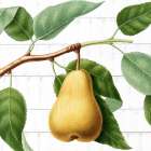 Picking Fruit 2 Botanical Print