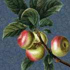 Summer Fruit 3 Botanical Print