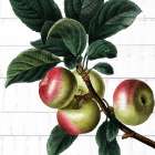 Picking Fruit 3 Botanical Print